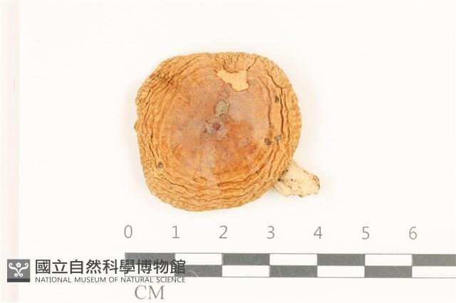 登錄號:F0036935藏品圖，第1張