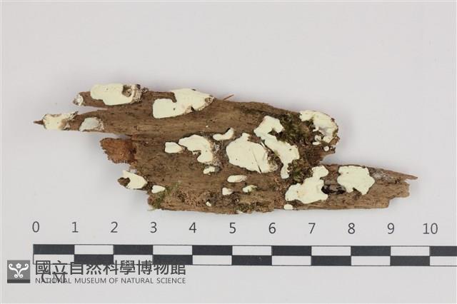 登錄號:F0035935藏品圖，第1張