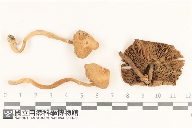 登錄號:F0018635藏品圖，第1張