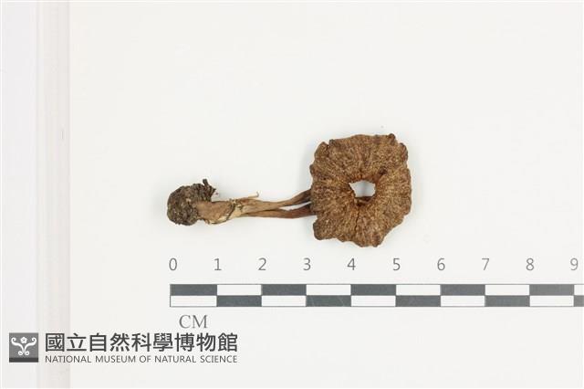 登錄號:F0036635藏品圖，第1張