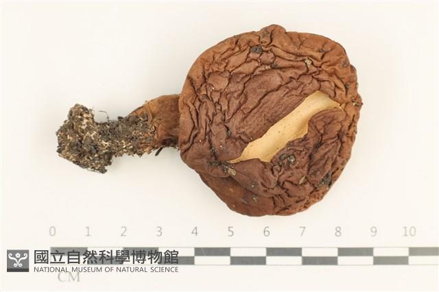 登錄號:F0037635藏品圖，第1張