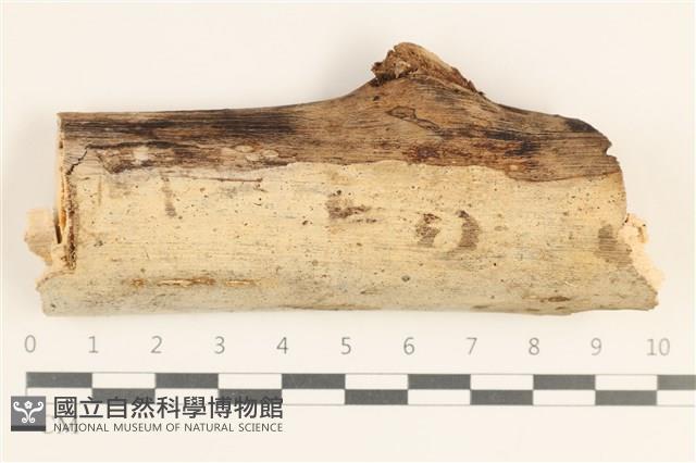 登錄號:F0038435藏品圖，第1張