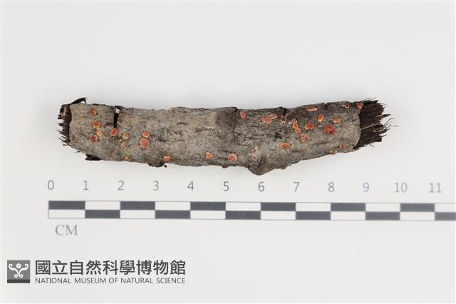登錄號:F0035435藏品圖，第1張