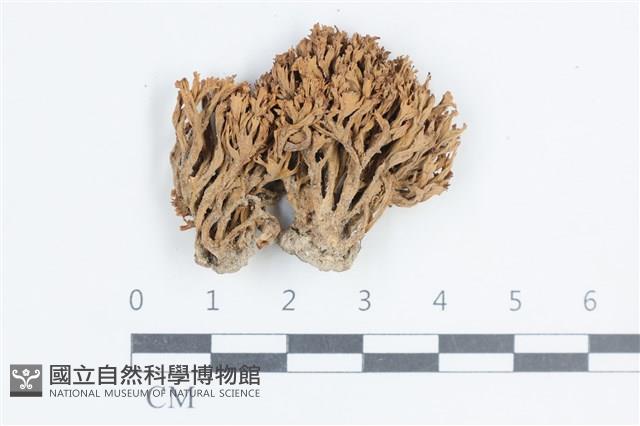 登錄號:F0038735藏品圖，第1張