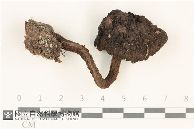 登錄號:F0037735藏品圖，第1張