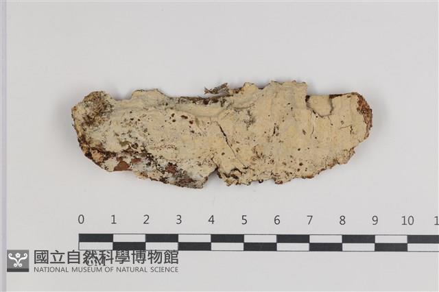 剛毛絲皮菌藏品圖，第1張