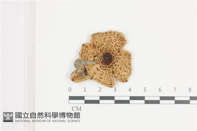 登錄號:F0036535藏品圖，第1張