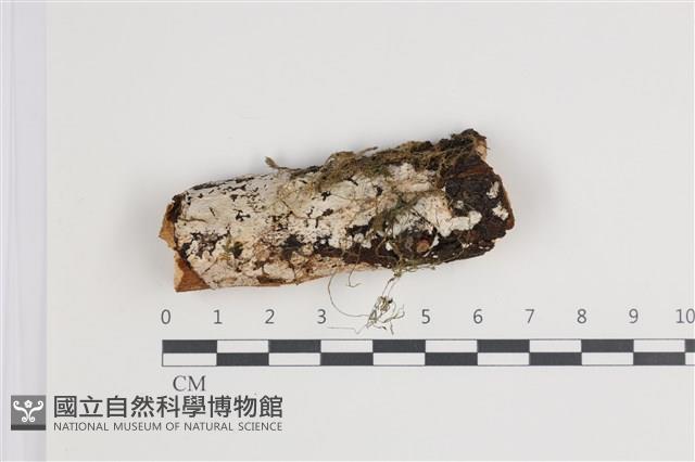 登錄號:F0035535藏品圖，第1張