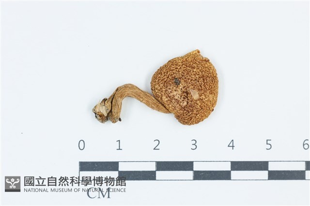 登錄號:F0039535藏品圖，第1張