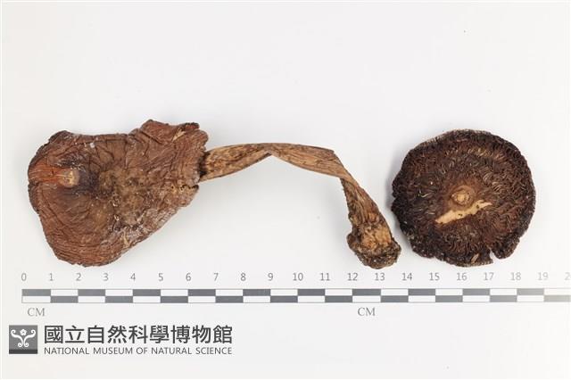 登錄號:F0036135藏品圖，第1張