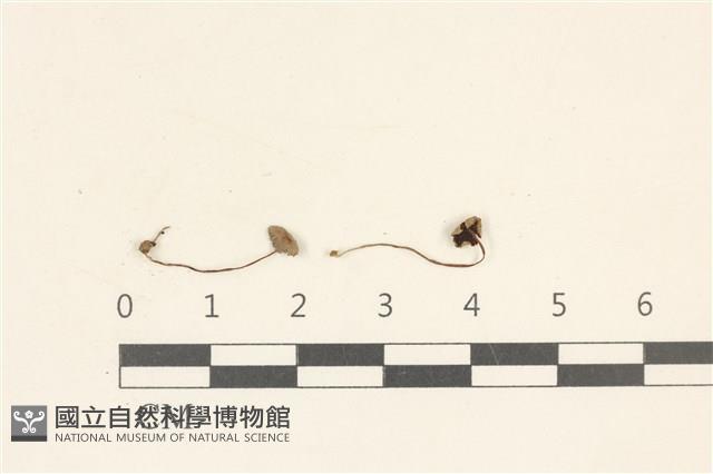 登錄號:F0037135藏品圖，第1張