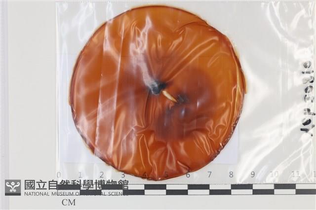 登錄號:F0035135藏品圖，第1張