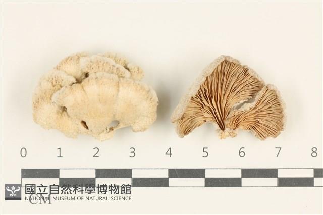 裂褶菌藏品圖，第1張