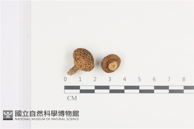 登錄號:F0036035藏品圖，第1張
