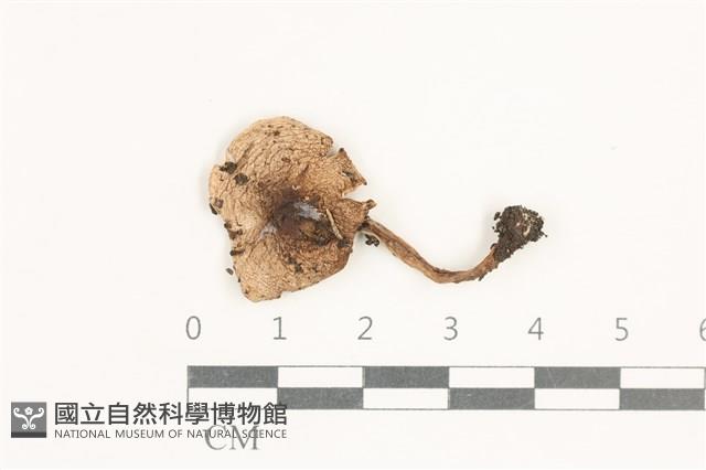 登錄號:F0038335藏品圖，第1張