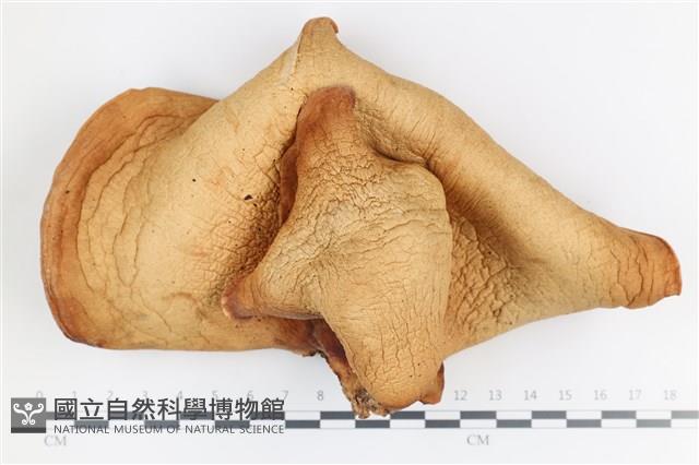 登錄號:F0036335藏品圖，第1張