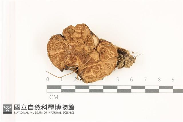 登錄號:F0037335藏品圖，第1張