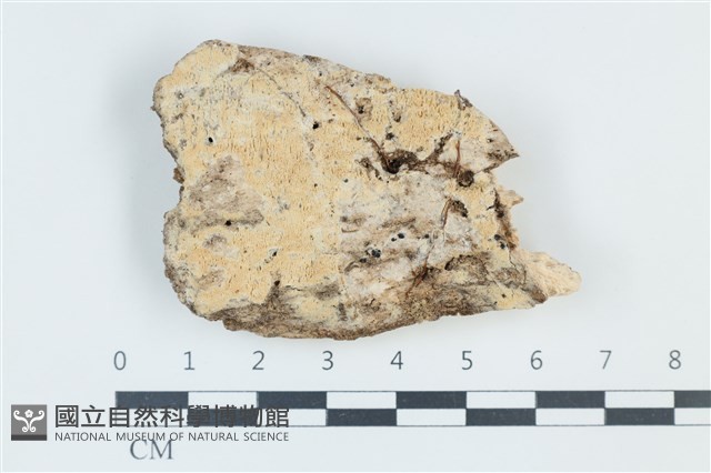 登錄號:F0039335藏品圖，第1張