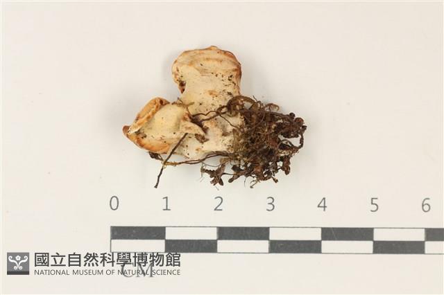 登錄號:F0038275藏品圖，第1張