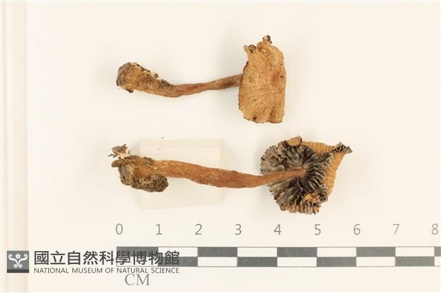 登錄號:F0037275藏品圖，第1張