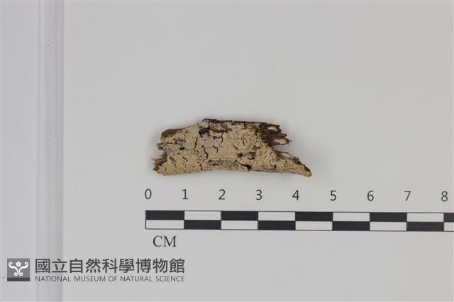 登錄號:F0035275藏品圖，第1張