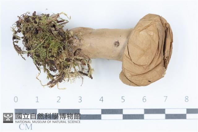 登錄號:F0038875藏品圖，第1張