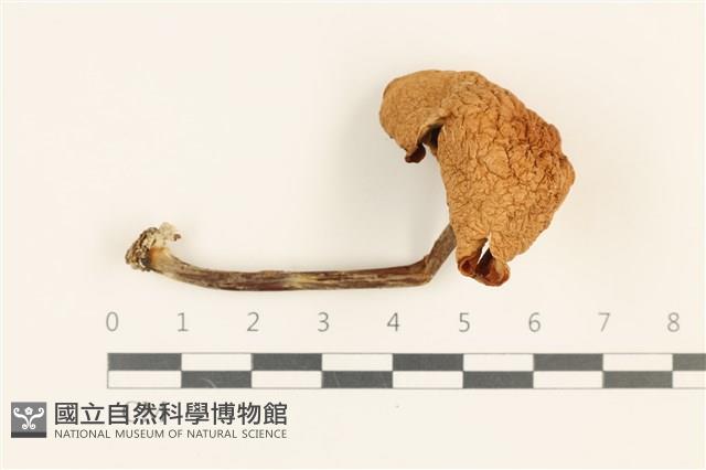 小皮傘屬藏品圖，第1張