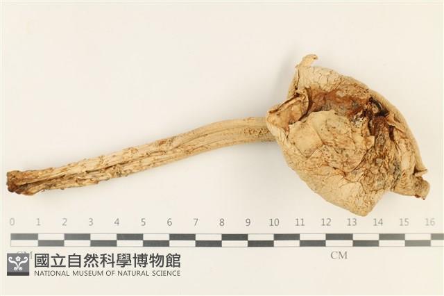 登錄號:F0037875藏品圖，第1張