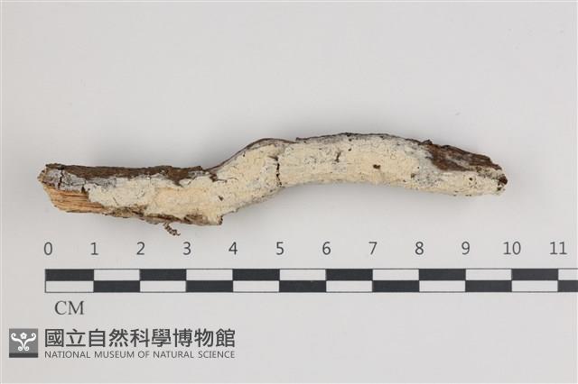 登錄號:F0035875藏品圖，第1張