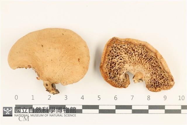 登錄號:F0036975藏品圖，第1張