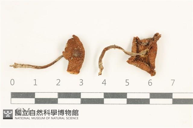登錄號:F0037975藏品圖，第1張