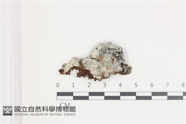 骨皮菌屬藏品圖，第1張