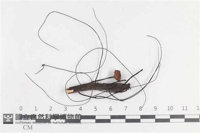 登錄號:F0038675藏品圖，第1張