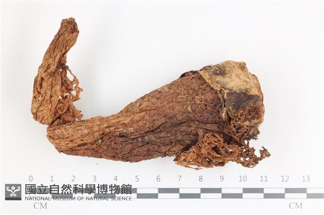 登錄號:F0036675藏品圖，第1張