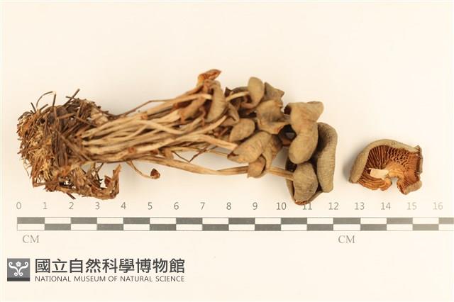 登錄號:F0037675藏品圖，第1張