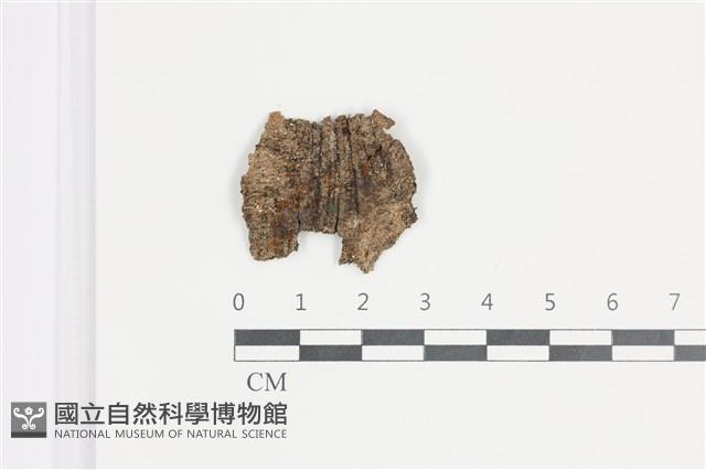 登錄號:F0035675藏品圖，第1張