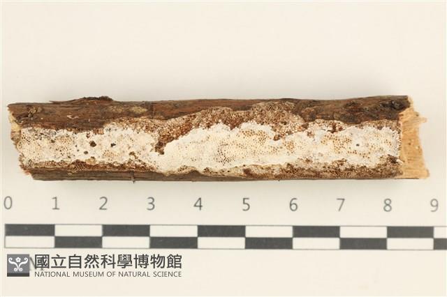 登錄號:F0038475藏品圖，第1張