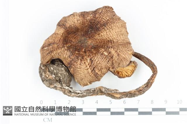登錄號:F0036475藏品圖，第1張