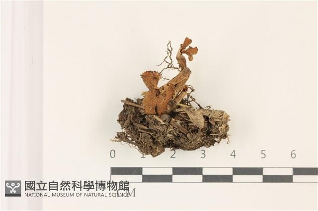 登錄號:F0037475藏品圖，第1張