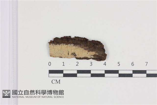 剛毛絲皮菌藏品圖，第1張
