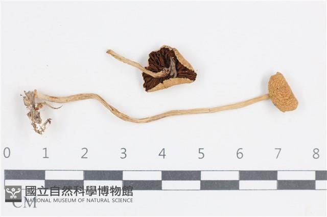 Accession Number:F0038775 Collection Image, Figure 1, Total 2 Figures