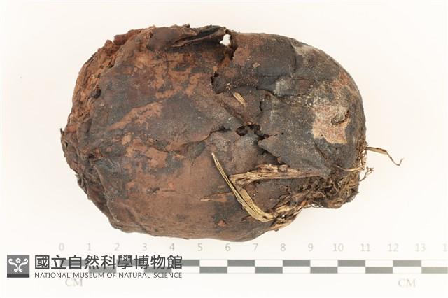 登錄號:F0036775藏品圖，第1張