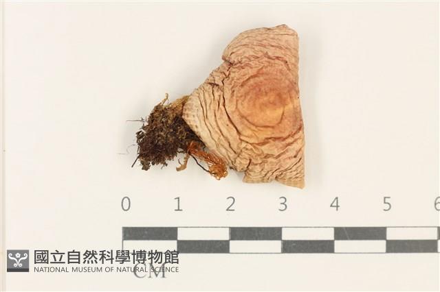 登錄號:F0037775藏品圖，第1張