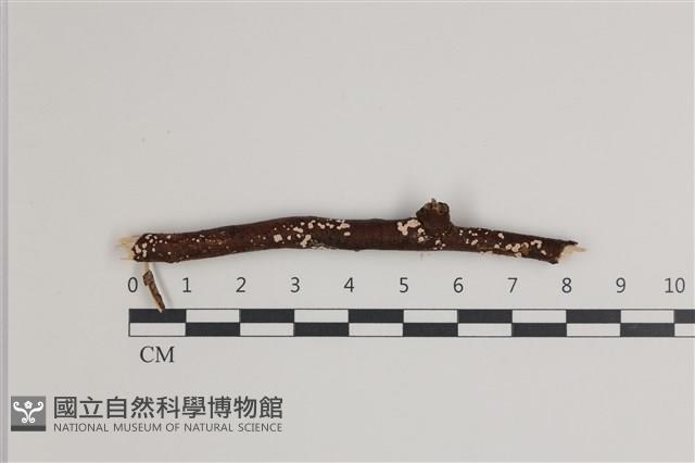 登錄號:F0035775藏品圖，第1張