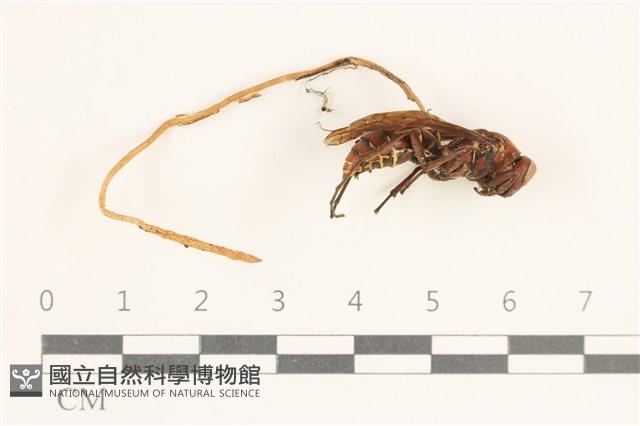 登錄號:F0038575藏品圖，第1張