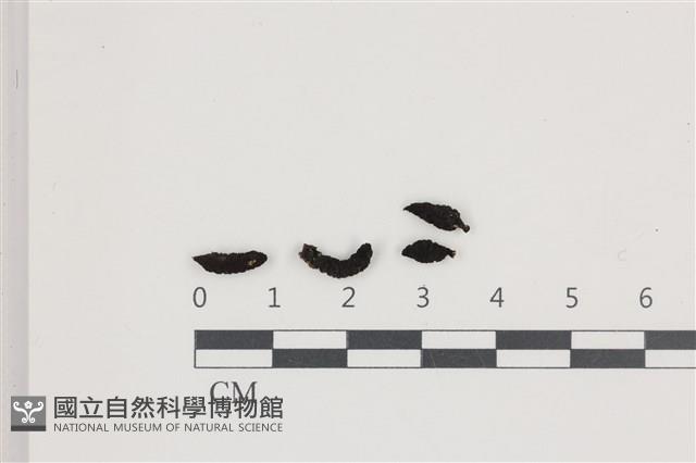 登錄號:F0036575藏品圖，第1張
