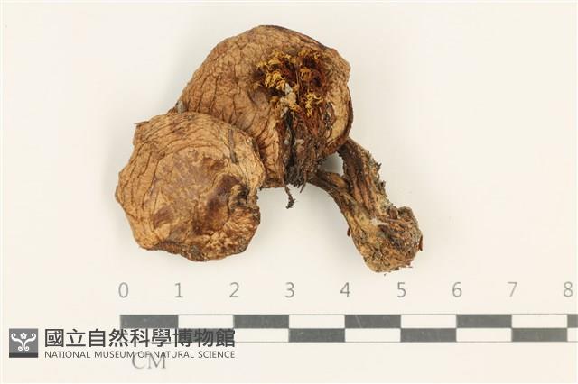 登錄號:F0037575藏品圖，第1張