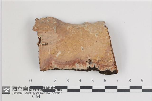 登錄號:F0035575藏品圖，第1張