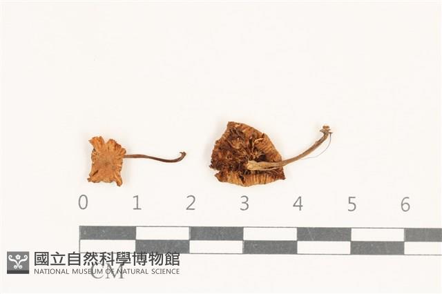 微皮傘屬藏品圖，第1張