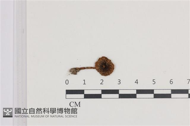 登錄號:F0036175藏品圖，第1張